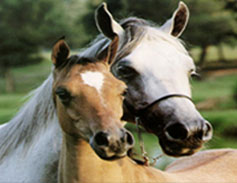 Horses of Nassau County, Florida